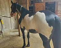 trail-tennessee-walking-horse