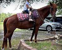 trail-riding-horse-mare