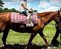 gaited-horse-paso-fino
