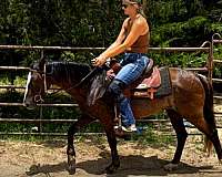 bay-roan-paso-fino-for-sale