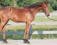 english-pleasure-oldenburg-horse
