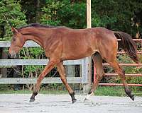 equitation-oldenburg-horse
