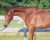 all-around-oldenburg-horse