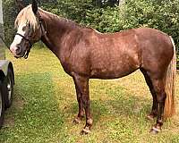 blaze-horse