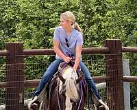 all-around-rocky-mountain-horse