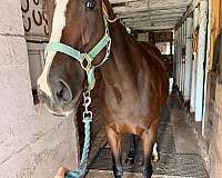 all-around-thoroughbred-horse