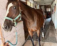 athletic-thoroughbred-horse