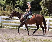 bay-mounte-horse