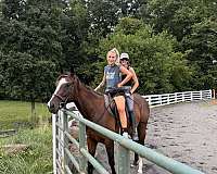 beginner-thoroughbred-horse
