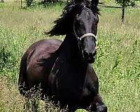 none-horse