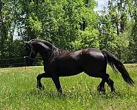 black-none-horse