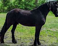 dressage-friesian-horse