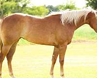 big-stopper-appaloosa-horse