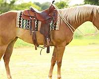 chex-appaloosa-horse