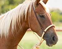chic-appaloosa-horse