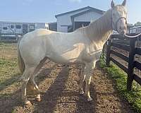 perlino-aqha-filly-mare