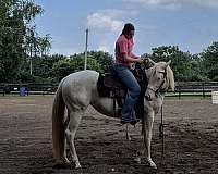 all-around-quarter-horse