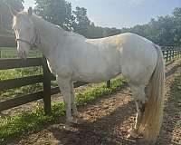 athletic-quarter-horse