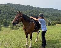 experienced-spotted-saddle-horse