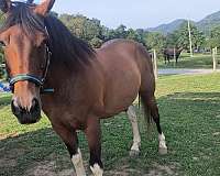 finished-spotted-saddle-horse