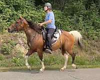 flashy-spotted-saddle-horse