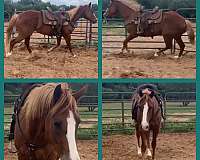 sorrel-quarter-horse-gelding