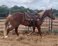 sorrel-gelding-for-sale
