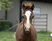 all-around-welsh-pony