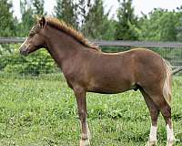 english-pleasure-welsh-pony