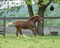 flashy-welsh-pony