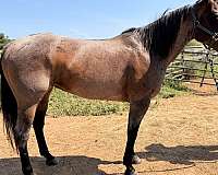 quarter-horse-mare