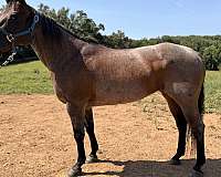 quarter-horse-for-sale