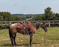 quarter-horse