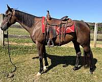gymkhana-quarter-horse-thoroughbred-horse