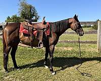 quiet-disposition-mare