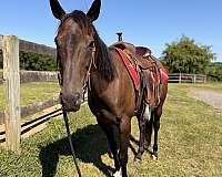 all-quarter-horse