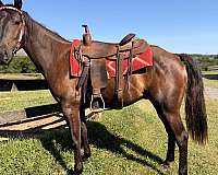 blue-roan-roan-ranch-versatility-horse