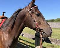 quarter-horse-gelding