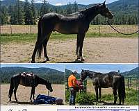shagya-horse-for-sale