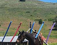 all-shagya-horse