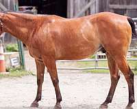 appaloosa-gelding