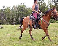 appaloosa-horse-for-sale