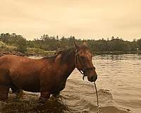 appaloosa-horse