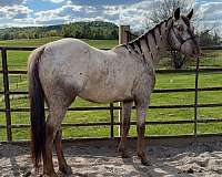 project-show-appaloosa-horse