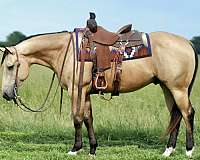 beginner-quarter-horse