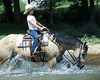 hunter-quarter-horse