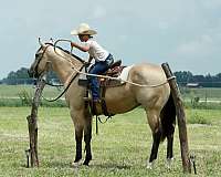 husband-safe-quarter-horse