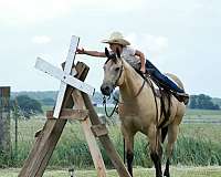 jumper-quarter-horse