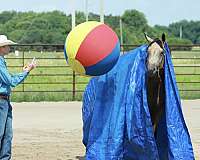kid-safe-quarter-horse