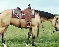 parade-quarter-horse